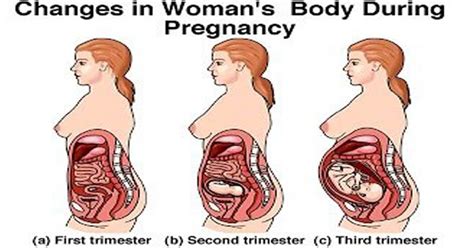 Typical Body Changes During Pregnancy