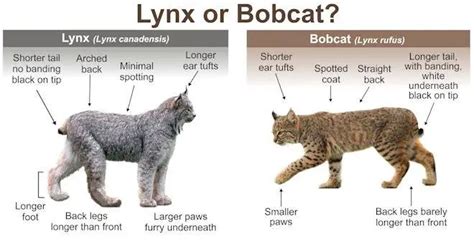 Lynx Vs Bobcat Differences Explained