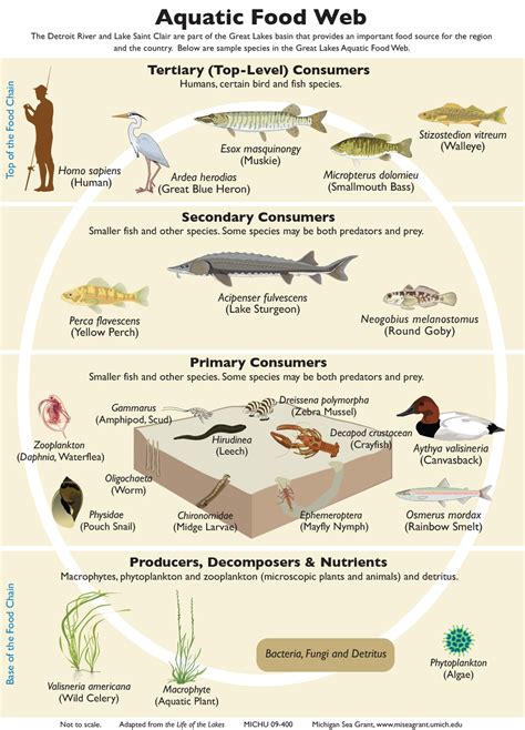 What Is Aquatic Ecosystem Its Functions Importance And Uses To Man