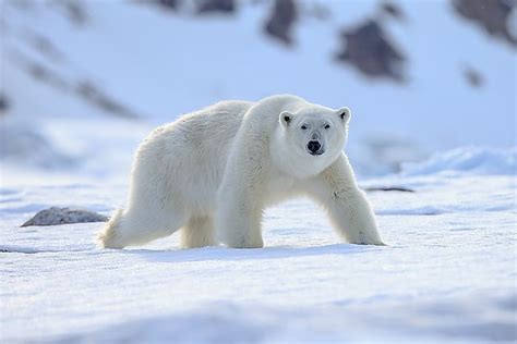 Animals That Live In The Tundra