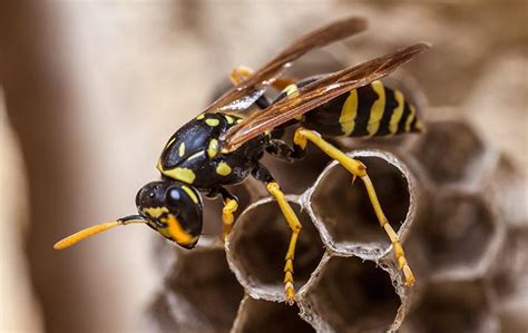 How Dangerous Are Wasps In Salt Lake City