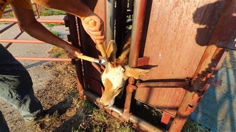 Dehorning Banding And Vaccinating Calves Youtube