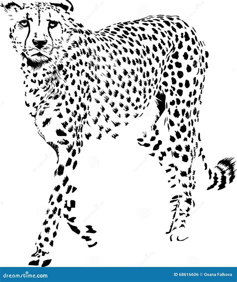 Cheetah Stock Vector Illustration Of Pattern Fashion 68616606