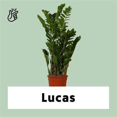Zamioculcas kopen? | Lucas | Plantsome