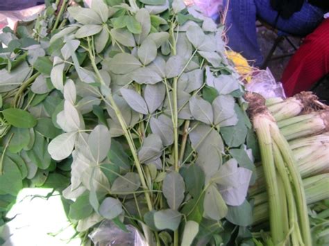 Sia le foglie che i fiori sono utilizzati per. Object moved