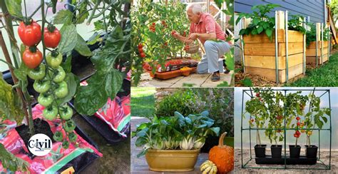 30 Easy Container Vegetable Garden Ideas For Your Yard Engineering