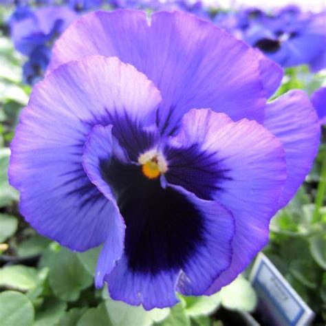 Pansy Matrix Blue Blotch From Babikow