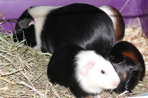 Guinea Pigs Rehoming The Following Female Guinea Pigs