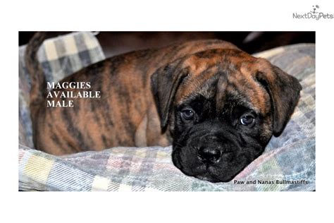Find local bullmastiff puppies for sale and dogs for adoption near you. Brindle Male: Bullmastiff puppy for sale near Shreveport ...