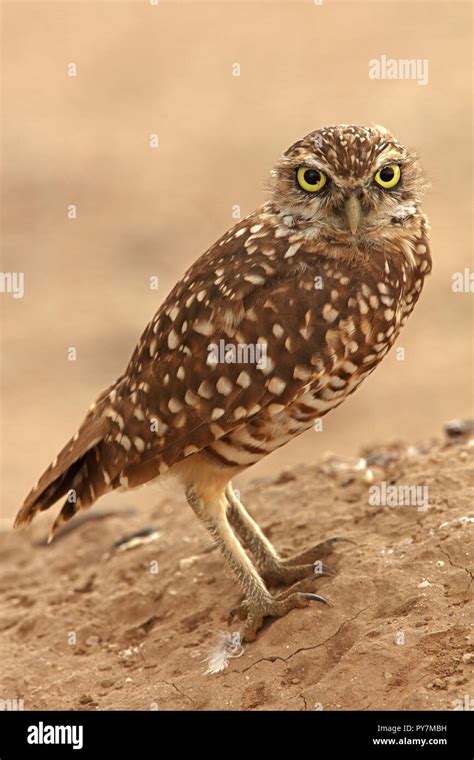 Burrowing Owl Athene Cunicularia Arizona Stock Photo Alamy