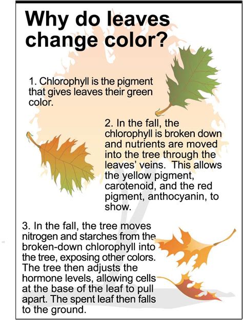 Why Do Leaves Change Color In The Fall Biology Theron Gillis