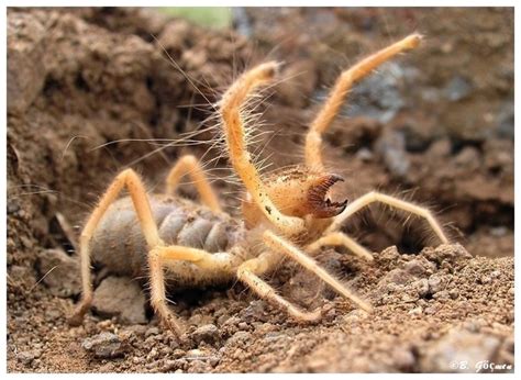 The first pair of legs is very long. 10 Reasons Why Camel Spiders Are The Most Terrifying ...