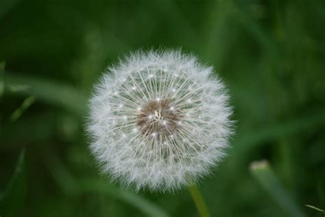 Free Images Nature Grass Field Meadow Dandelion Petal Botany