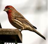 Pictures of House Finch Cornell