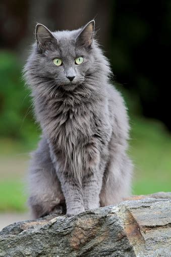 Blue Norwegian Forest Cat Kitten Stock Photo Download