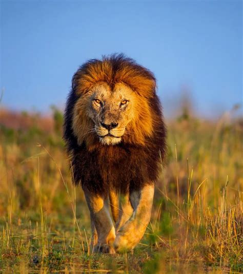 Lion Les Plus Belles Photos Du Roi De Lafrique Photographie De
