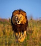 African Big Cats, Fauna, Vida Animal, Lion King Pictures, Hawaii Wall ...