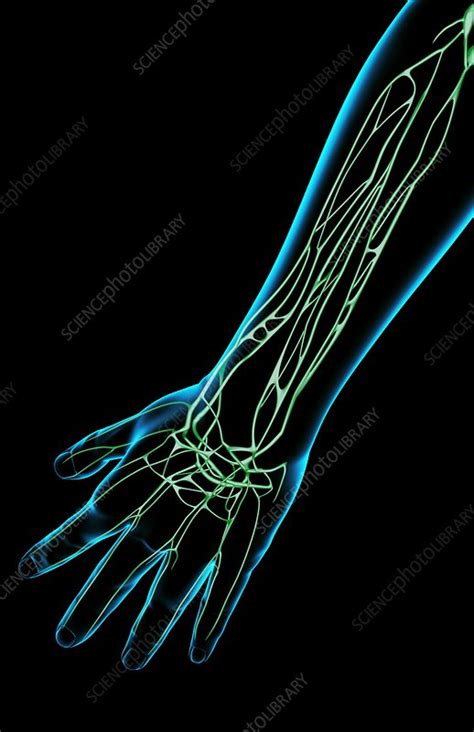The Lymph Supply Of The Forearm Stock Image F0019792 Science