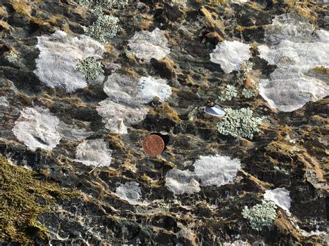 Fresh Lichens Growth On Rocks At Beach Near Borth Y Gest Gwynedd