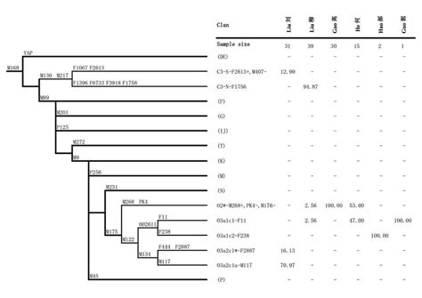 The Phylogenetic Relationship Of Y Chromosome Haplogroups Surveyed In Download Scientific