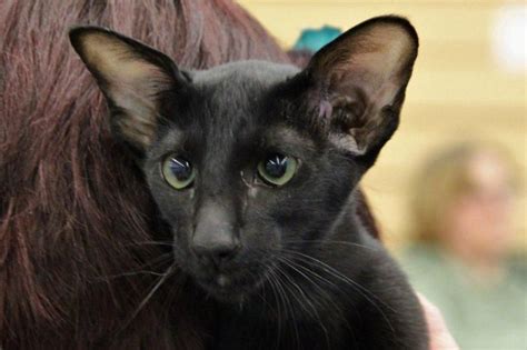 Pin By Gwen On Graceful Cats Oriental Shorthair Cats Black Siamese