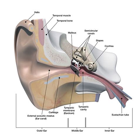 Ear Nose And Throat Connection Diagram Diagram For You