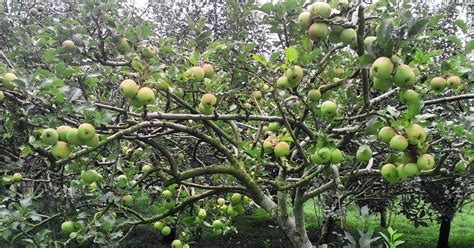 Cara menanam buah nanas dalam pot kampustani com. Berapa Lama Pohon Apel Mulai Berbuah | Seputar Buah