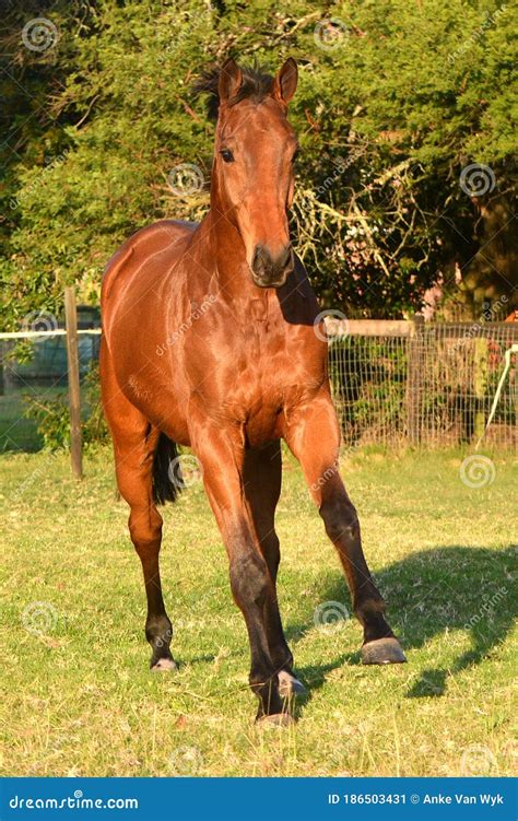 Front Full Body View Of A Big Bay Sport Horse Stock Image Image Of