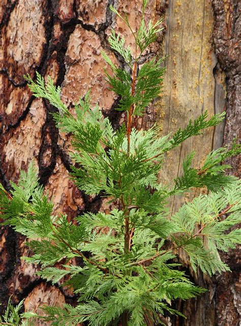 Incense Cedar Small Tree Seedling