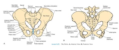 Posterior Pelvic Girdle