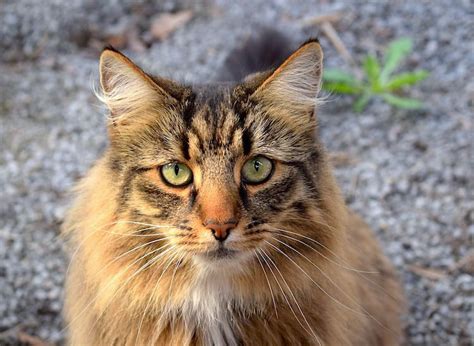 5 Things To Know About Norwegian Forest Cats