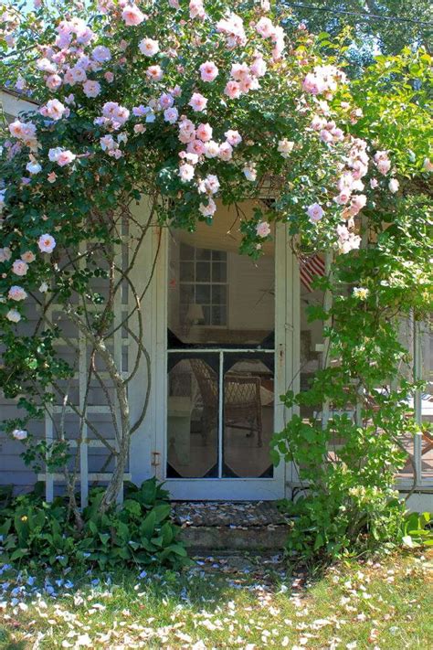 The 7 Best Climbing Roses For Your Garden Gardenista