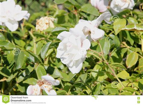 Sfoglia 64 rosa iceberg fotografie stock e immagini disponibili, o avvia una nuova ricerca per scoprire altre fotografie stock e immagini. Rosa floribunda 'Iceberg' stock image. Image of fragrant - 78443405