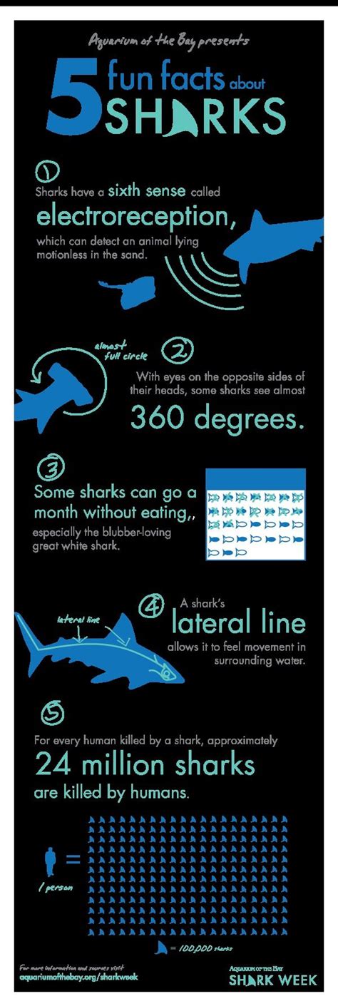 Fun Facts About Sharks Shark Facts Save The Sharks All Sharks Orcas