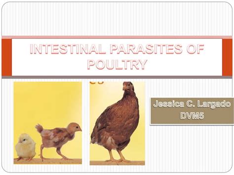 Intestinal Parasites Of Poultry Ppt