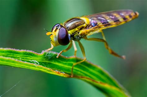 Bug's eye view: Amazing close-up photos of insects - Caters News Agency