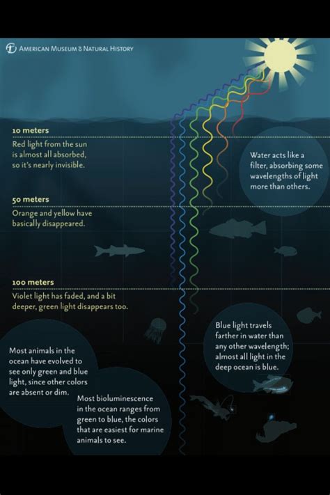 Interesting Diagram Showing Changes In Light As The Ocean Gets Deeper