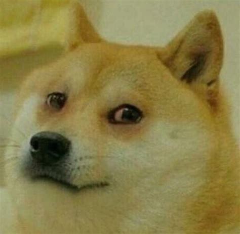 Crying Doge Im Sick Of Dude This Sucks Doge Know Your Meme