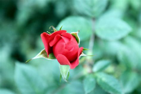 Redroseflowerred Rose Flowerfree Pictures Free Image From