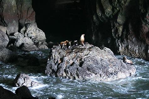 Sea Lion Caves Americas Largest Sea Cave Florence Or