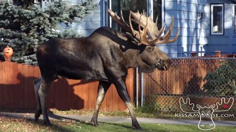 Moose On The Loose In Anchorage Alaska Youtube