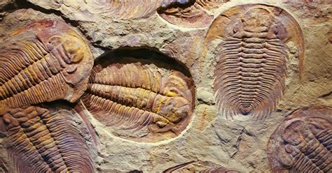 Fossils Evidence For Evolution Footsteps Blog