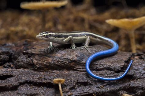 Emoia Caeruleocauda Blue Tailed Skink Commonly Known As The Pacific