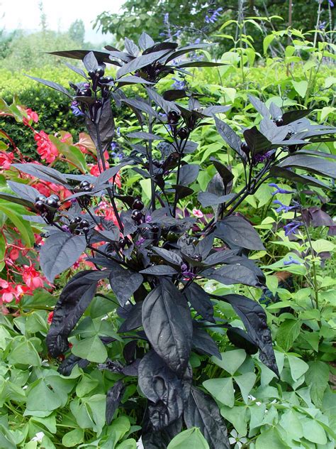 Ornamental Pepper Black Pearl Garden Housecalls