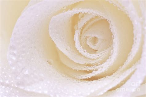 White Rose With Water Droplets Photograph By Nitiphol Purnariksha