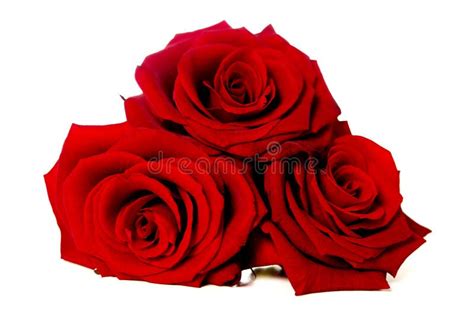 Red Rose Isolated On A White Background Stock Photo Image Of