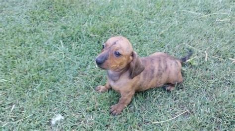 Earn points & unlock badges learning, sharing & helping adopt. Miniature Dachshund Puppies For Sale | Columbus, OH #122804