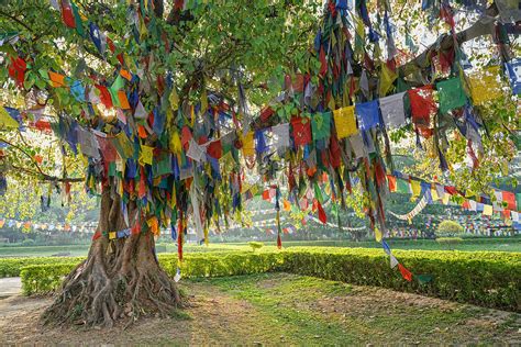 Nepal Lumbini Sakyamuni The Birthplace Of The Bodhi Tree Picture And Hd Photos Free Download