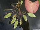 Potamogeton gramineus (Grass-leaved Pondweed): Minnesota Wildflowers