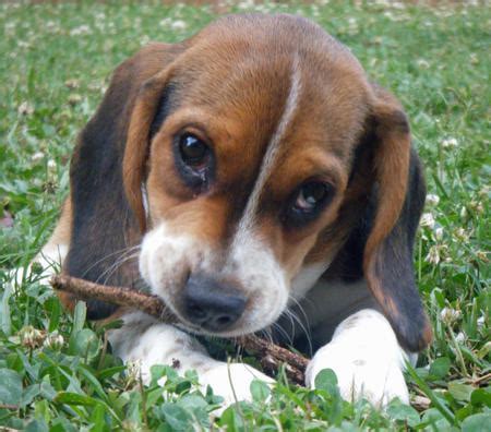 Dog ear scratching from aural masses. Picture Of A Dachshund: Beagle Dachshund Mix Puppies